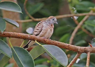 Zebra Dove