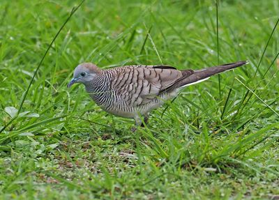 Zebra Dove