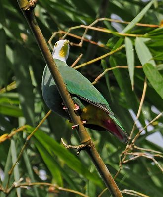Black-naped Fruit-Dove