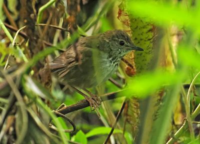 Javan Bush-Warbler