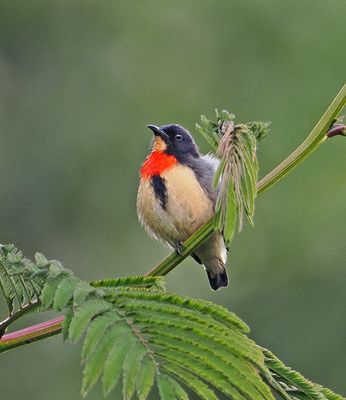 Birds of Indonesia
