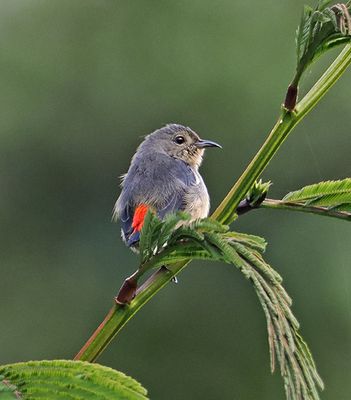 Javan Flowerpecker