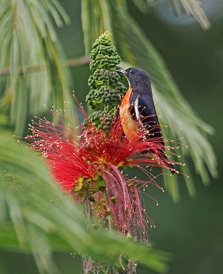 Javan Flowerpecker