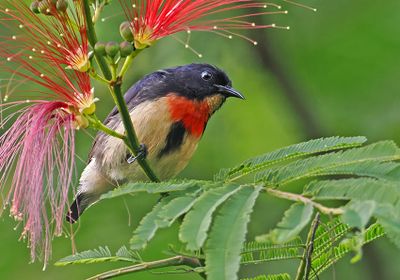 Javan Flowerpecker