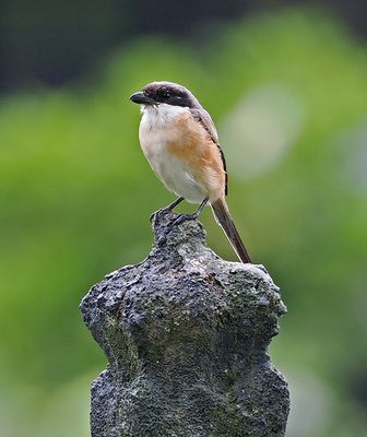 Long-tailed Shrike