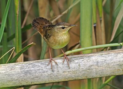 Pallas's Grasshopper-Warbler