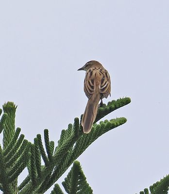 Striated Grassbird