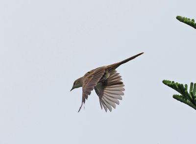 Striated Grassbird