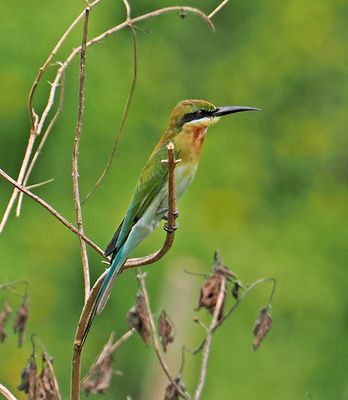 Blue-tailed-Beeater.jpg