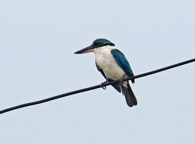 Collared-Kingfisher.jpg