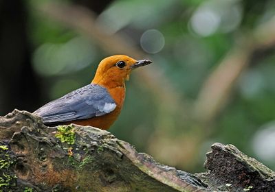 Orange-headed Thrush