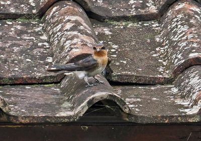 Pacific Swallow