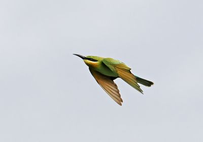 Blue-tailed Beeater