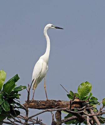 Intermediate Egret