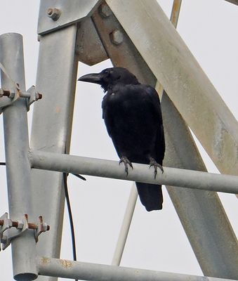 Large-billed Crow