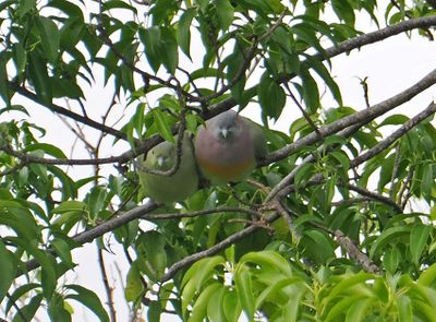 Pink-necked Green Pigeon