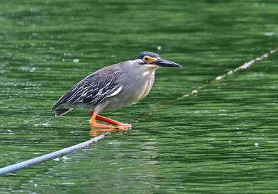 Striated Heron