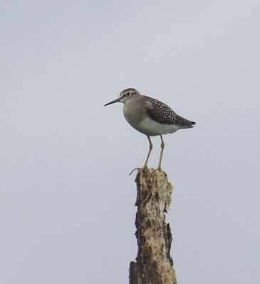 Wood Sandpiper