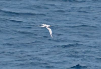 White-tailed Tropicbird