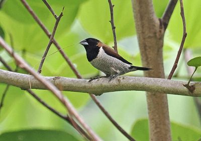 Black-faced Munia