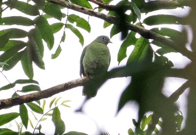 Black-naped Fruit-Dove