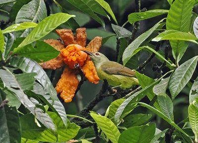 Brown-throated Sunbird