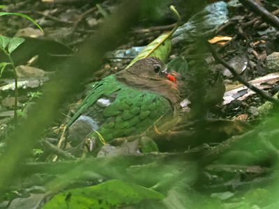 Asian Emerlad Dove