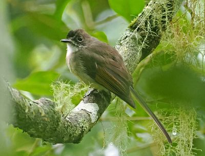Brown-capped Fantail
