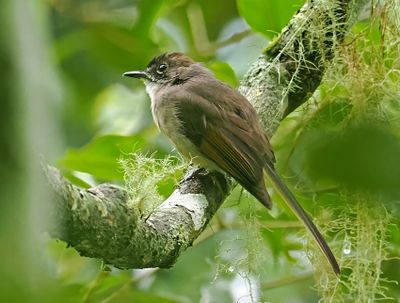 Brown-capped Fantail