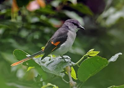 Flores Minivet