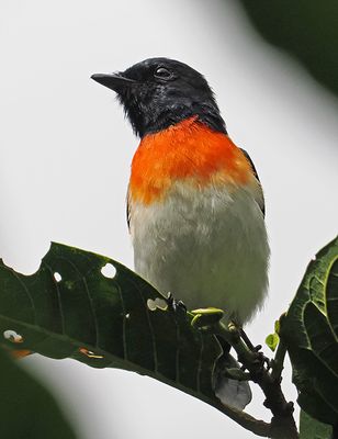 Flores Minivet