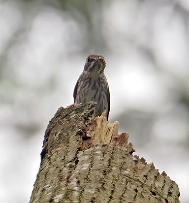 Grey-streaked Flycatcher