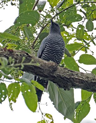 Pale-shouldered Cicadabird