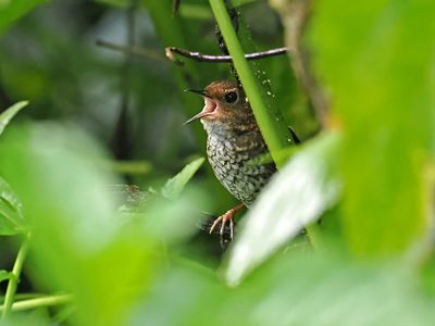 Pygmy Cupwing
