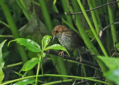 Pygmy Cupwing