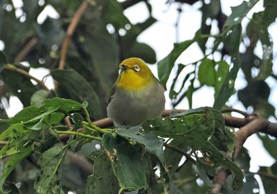 Warbling White-eye