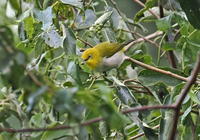 Warbling White-eye