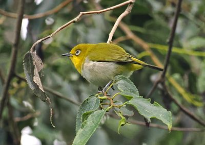 Warbling White-eye
