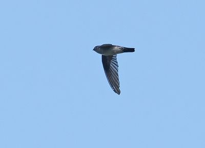 Tenggara Swiftlet