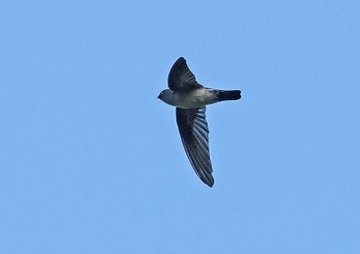 Tenggara Swiftlet