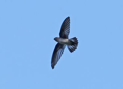 Tenggara Swiftlet