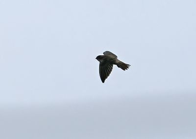 Edible-nest Swiftlet