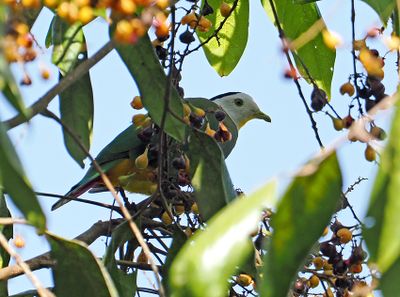 Black-naped Fruit-Dove