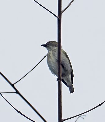 Golden-rumped Flowerpecker