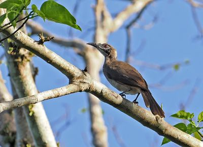 Helmeted Friarbird