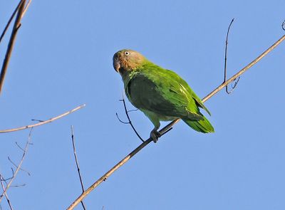 Red-cheeked Parrot
