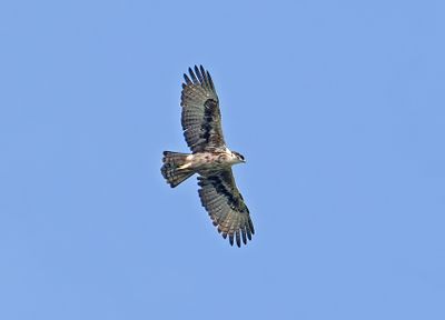 Rufous-bellied Eagle