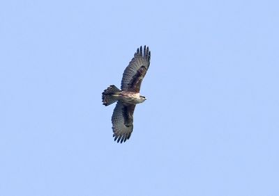 Rufous-bellied Eagle