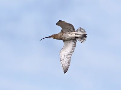 Eurasian Curlew