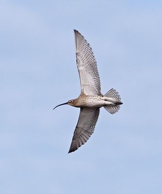 Eurasian Curlew